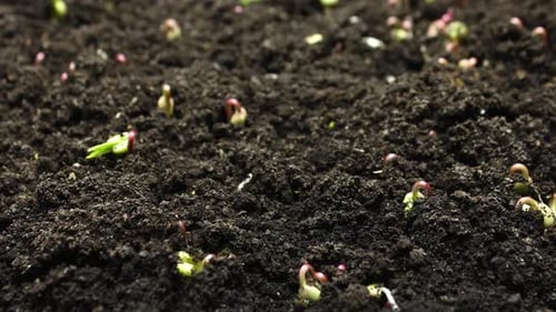 Plant Growing in Timelapse, Sprouts Germination Green Bean, Spring and Summer Agriculture