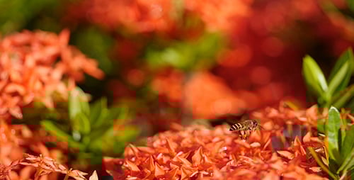 Bee Pollinating Red Flowers on a Sunny Day