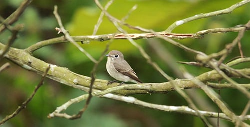 Asian Brown Flycatcher (Muscicapa latirostris)