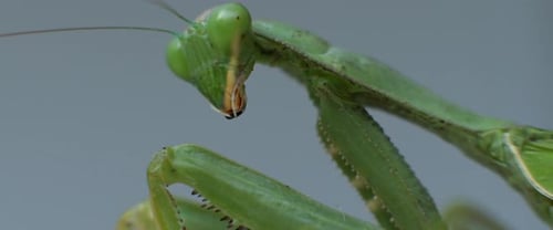 Macro shot of the praying mantis looking to the side on a bokeh background.
