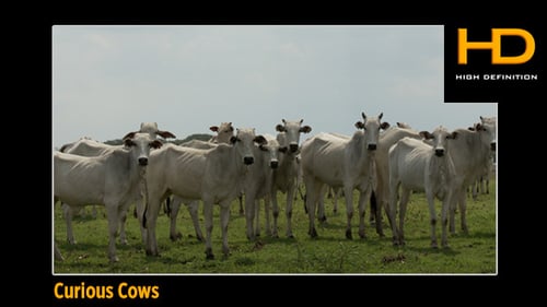 Herd of Light Gray Cattle Standing in Pasture