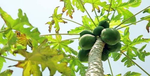 Panning, Papaya Tree