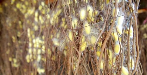 Silk Farm, Textile Factory 1