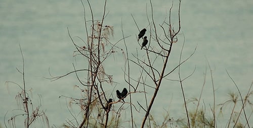 Vogelbeobachtung am Meer 02