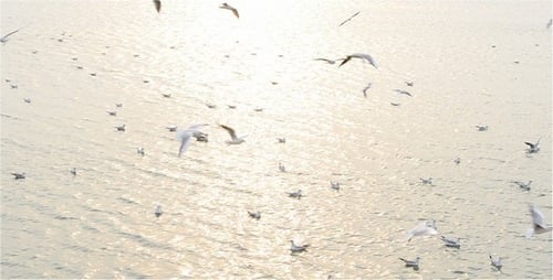Seagulls 3