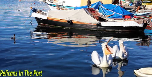 Pelicans In The Port