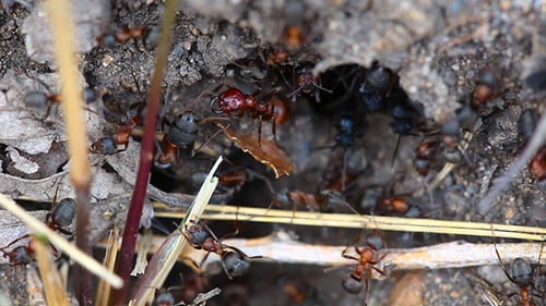Ants nest. Macro.