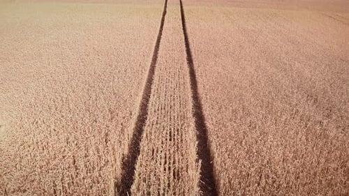 Traces of tractor wheels on wheat yellow field