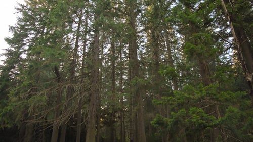 Waterfall and Trees
