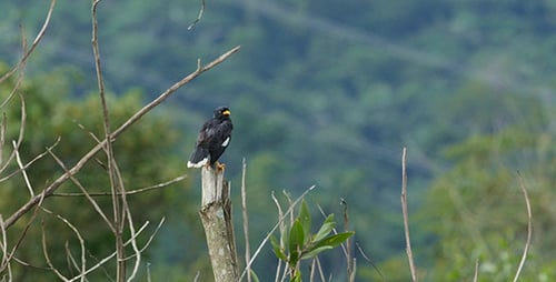 Common Myna Preening