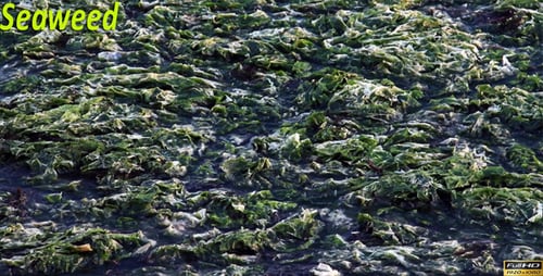 Green and White Seaweed Washed by Gentle Waves