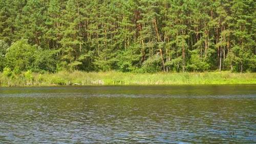 Beautiful Green Forest and Lake