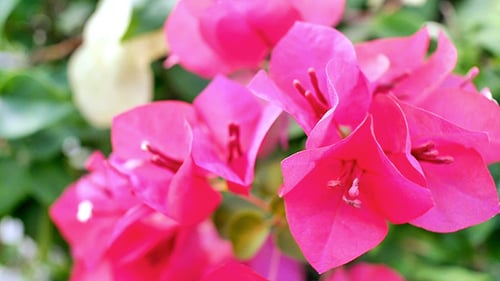 Bright Pink Bougainvillea Flowers Bloom on Green Plant