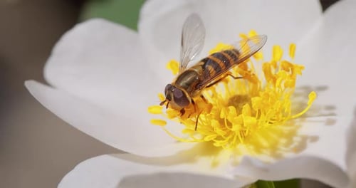 Bee Feeds on Nectar of a White Flower
