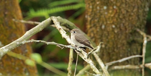 Asian Brown Flycatcher (Muscicapa latirostris) 02