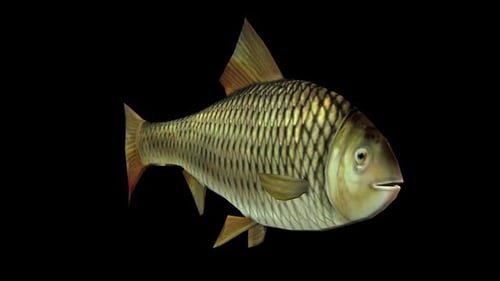 Fish 2