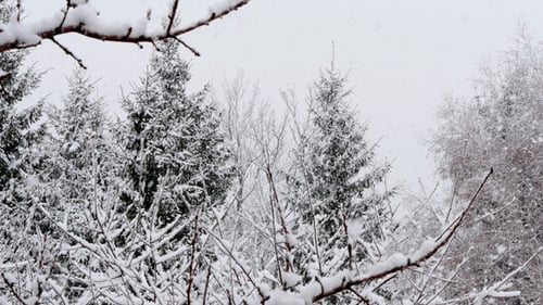 Snow Falling In A Forest Winter Storm