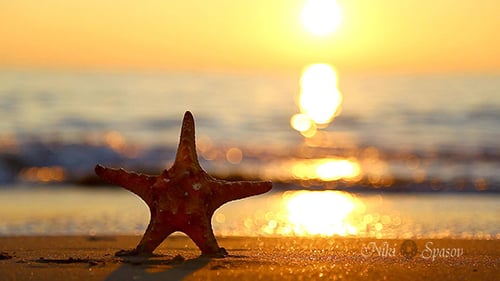 Starfish on Beach at Golden Sunset