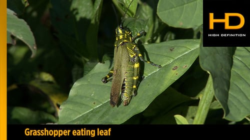 Striking Grasshopper Resting on a Lush Green Leaf