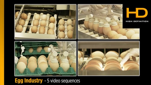 Eier-Industrie
