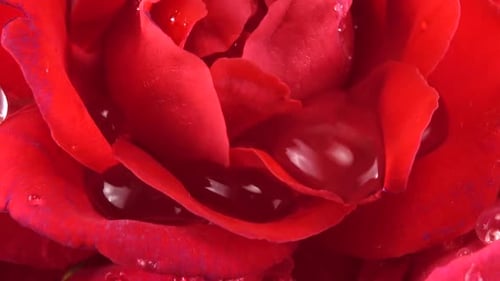 Falling drops of water on the buds of red roses.