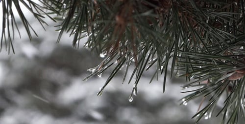 Pine Tree Branch with Water Droplets in Winter
