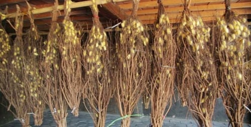 Silk Farm, Textile Factory 2