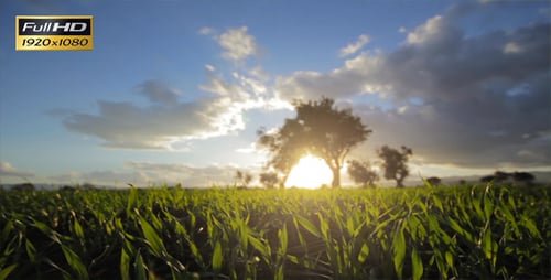 Field And Sunset