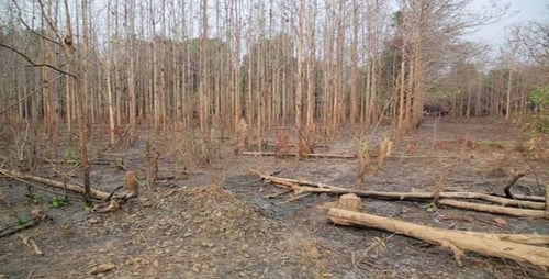Déforestation, après un incendie de forêt, une catastrophe naturelle