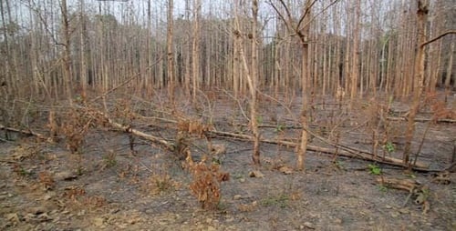 Déforestation, après un incendie de forêt, une catastrophe naturelle