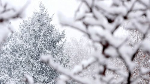Schnee fällt in einem Wald Wintersturm