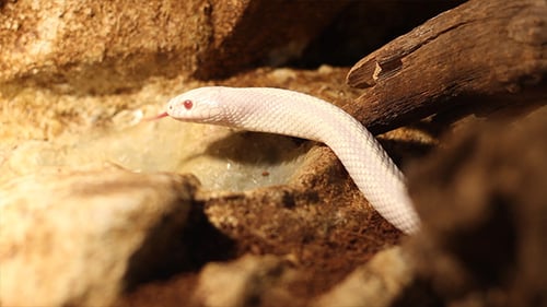 Serpent blanc curieux