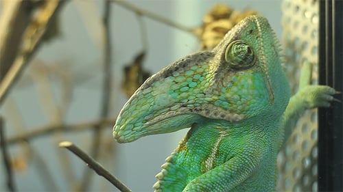 Caméléon vert