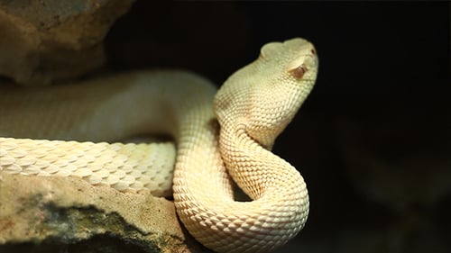 Pale Rattlesnake Coiled on Rock