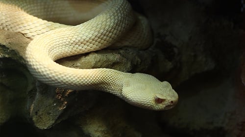 Serpent Crotaline