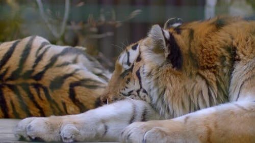 Tigers Resting Peacefully in a Zoo