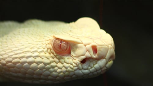Look Pit Viper