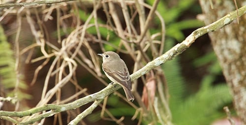 Asian Brown Flycatcher (Muscicapa latirostris) 03