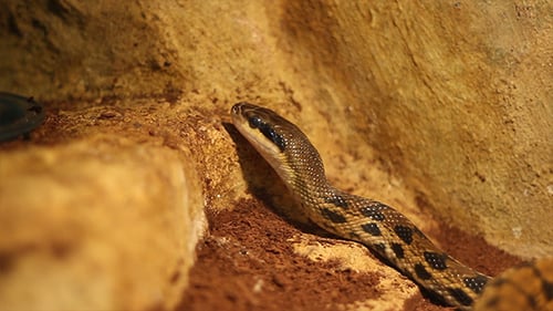 Beauté Ratsnake Rastnake