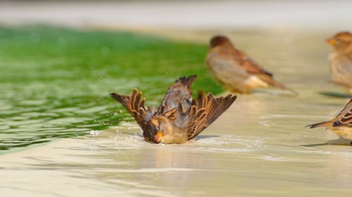 Sparrows bathing in shallow pool of water