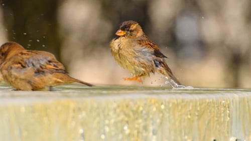 Birds Enjoying a Refreshing Bathing Session