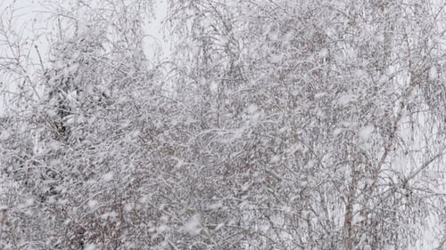 Schnee fällt in einem Wald Wintersturm