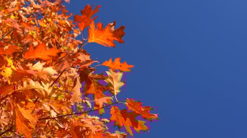 Autumn Leaves Gently Blowing Against Blue Sky