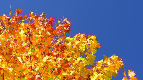 Colorful Fall Leaves Against a Brilliant Blue Sky