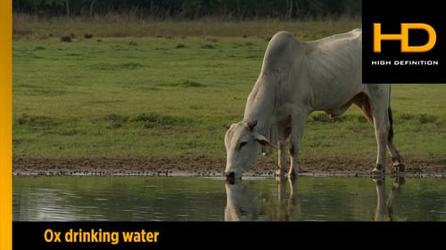 White Bull Drinks from Reflective Pond in Pasture