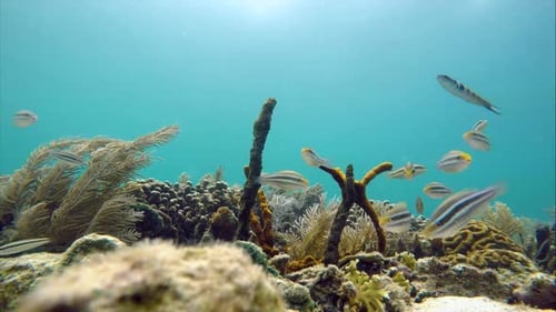 Colorful Seabed on the Coral Reef in the Caribbean Sea