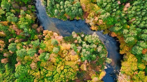 Autumn river and forest. Aerial view of wildlife in Poland