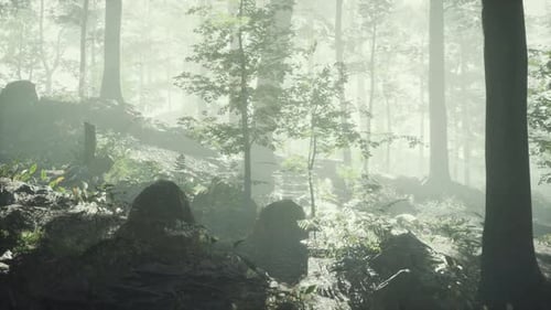 Sunny Silhouetted Forest with Sunbeams Through Fog