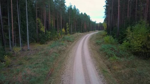 Gravel Country Road in Green Pine Forest Woods Growing Both Sides. Aerial Dron 4k View.