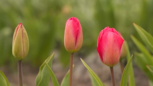 Red Tulips Blooming in a Spring Garden